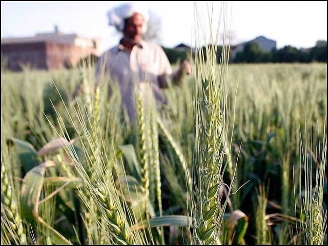 Farmers