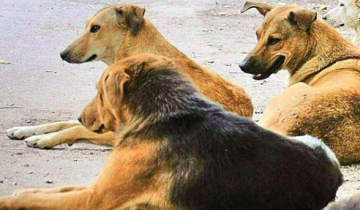 Why Killed dogs