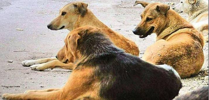 Why Killed dogs