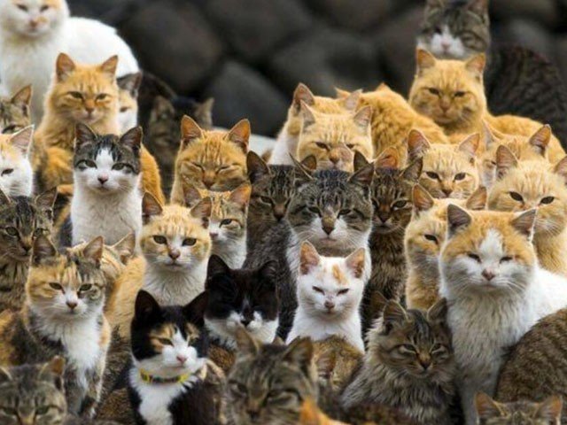 cat